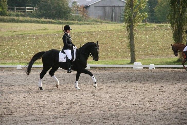 Trakehner Domino - Stævne i Hvalsø - opvarmning billede 5
