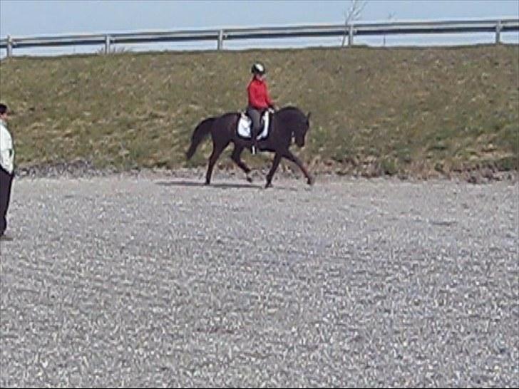 Trakehner Domino - Da jeg var ovre og se ham. Taget fra video, derfor den dårlige kvalitet. billede 6