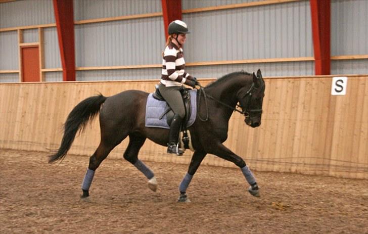 Trakehner Domino - Trav den 3/5-10 billede 7