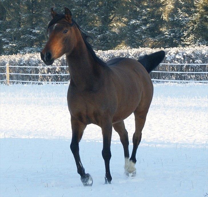 Anden særlig race sebastian - evig og altid, dig og mig<3 billede 1
