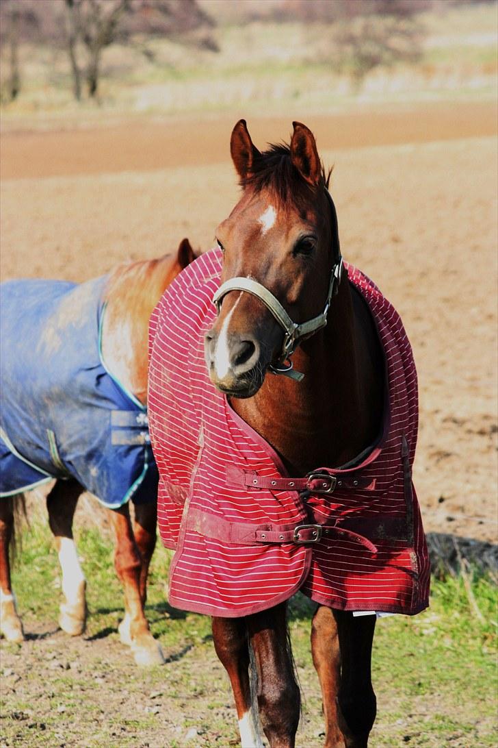 DSP Cirkeline - Cirkeline på fold (;  billede 14