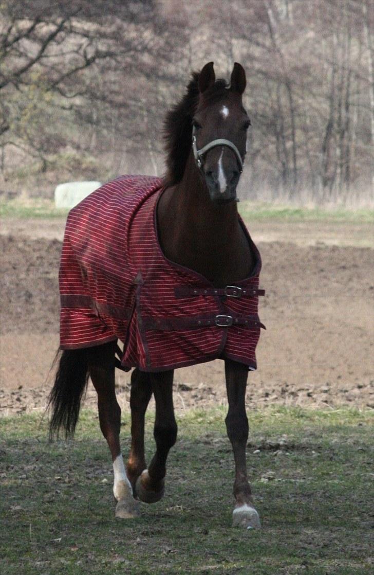 DSP Cirkeline - Cirkeline på fold :D  billede 16