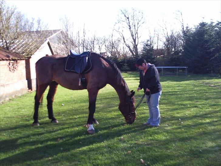 Dansk Varmblod Luciano Foldager - 2010 . mor og Luciano, når hun baby´sitter ham :p billede 10