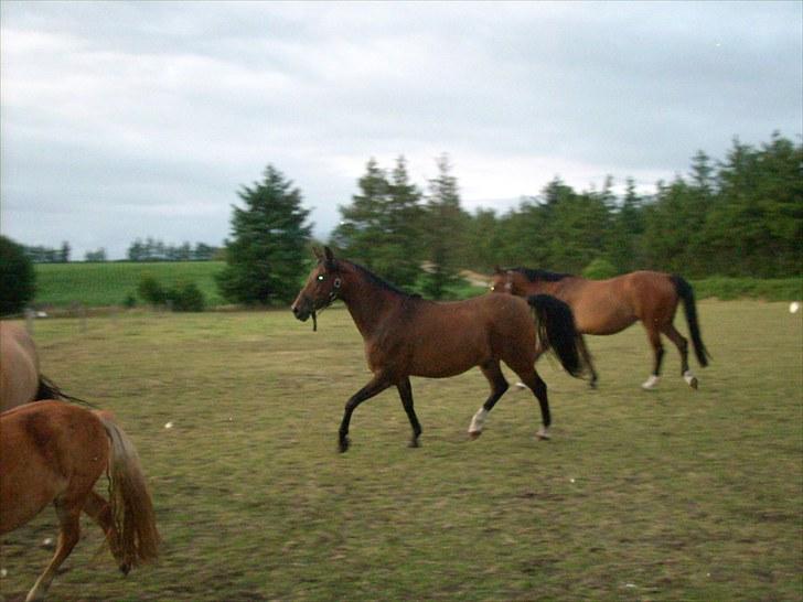 Anden særlig race sebastian billede 3