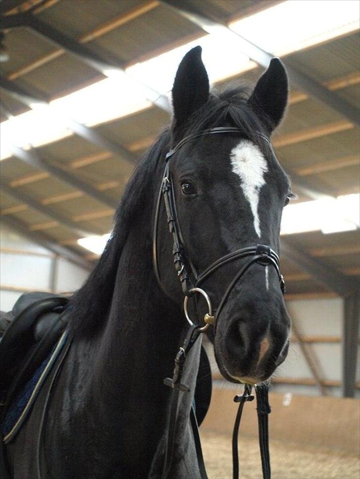 Dansk Varmblod Krogårdens Hard To Make - fra den 8/11 - 2010 hans smukke hovede billede 5