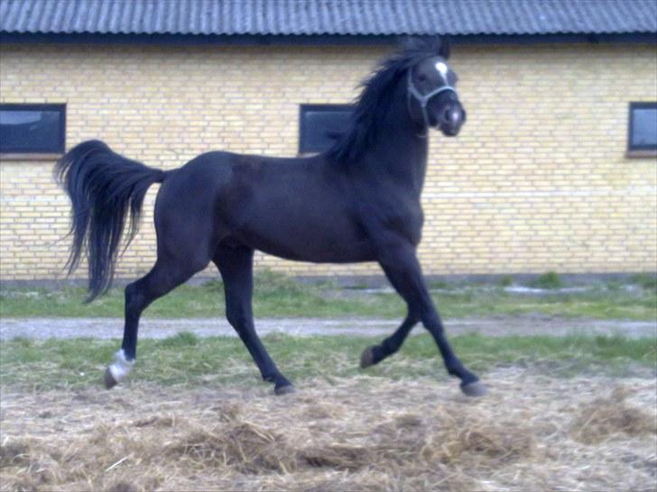 Dansk Varmblod Krogårdens Hard To Make - Se mor jeg kan trave pænt :P 2/5 2010 billede 6