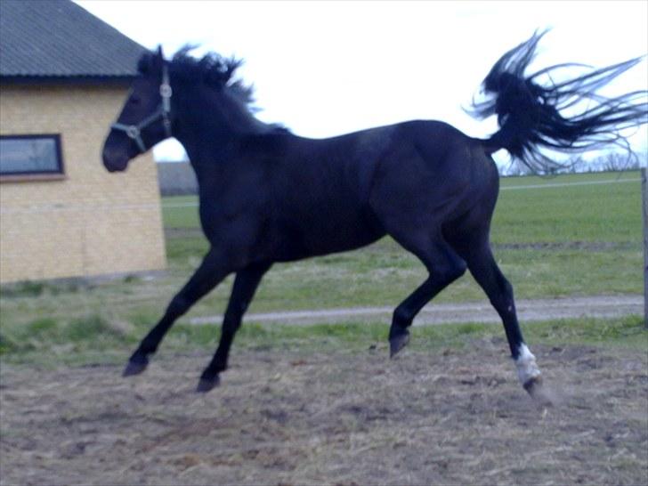 Dansk Varmblod Krogårdens Hard To Make - Hopla :P 2/5 2010 billede 7