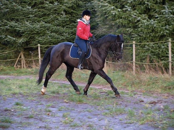 Dansk Varmblod Krogårdens Hard To Make - trav på banen den 8/11 2010 billede 8