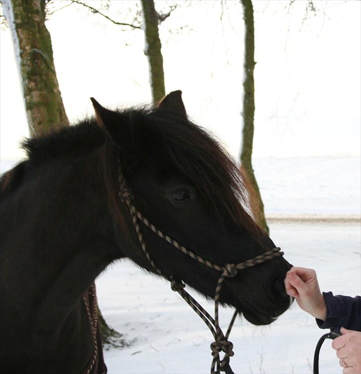 Anden særlig race Chester billede 14