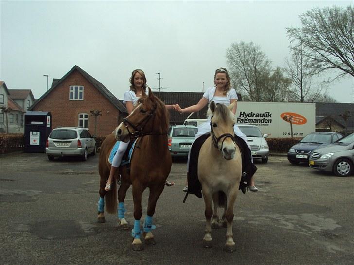 Hollandsk Sportspony Baloubet  *SOLGT* - VEERDENS bedte dag, han var så sød og smuk :) billede 8