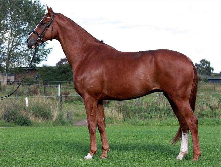 Hannoveraner Baron Eg - © Marlene Bank Andersen billede 6