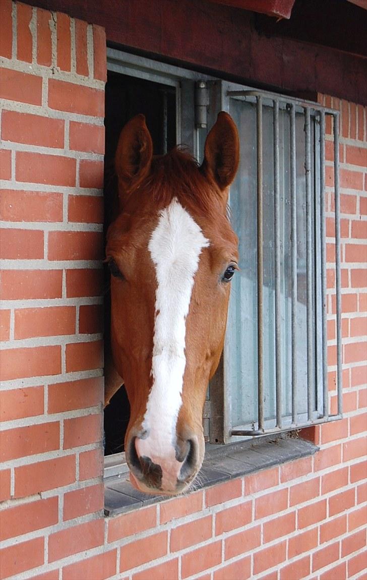 Hannoveraner Baron Eg billede 7