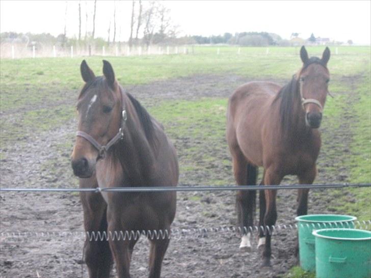 Traver Opus R.I.P  - Opus og hendes ven Ofelia Østervang billede 10