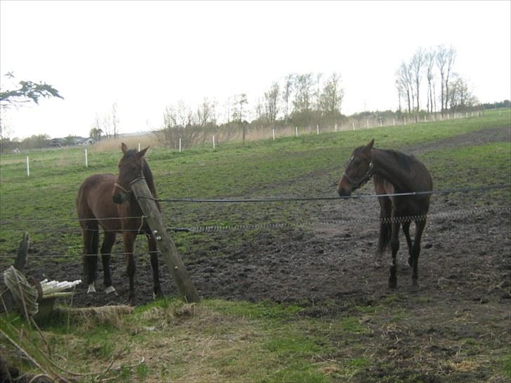 Traver Opus R.I.P  - Opus og hendes veninde Ofelia Østervang billede 11