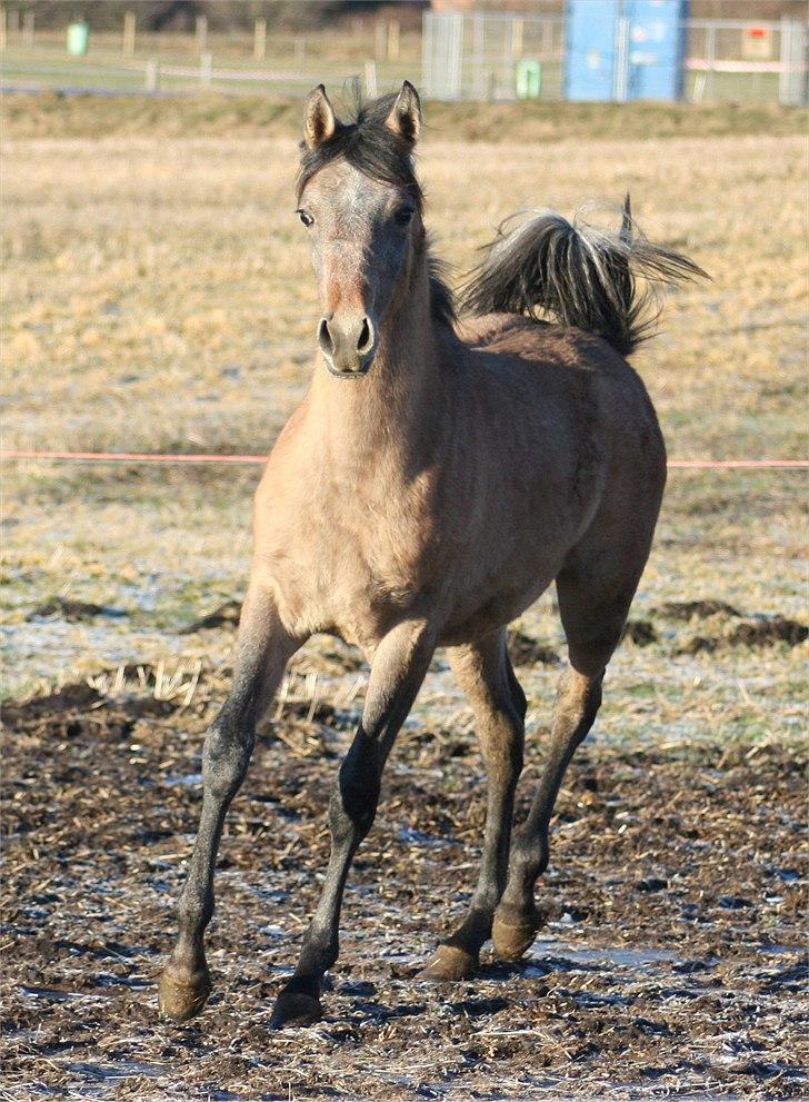 Arabisk fuldblod (OX) Farasha Bint Gazal - 2/1-2011 billede 6