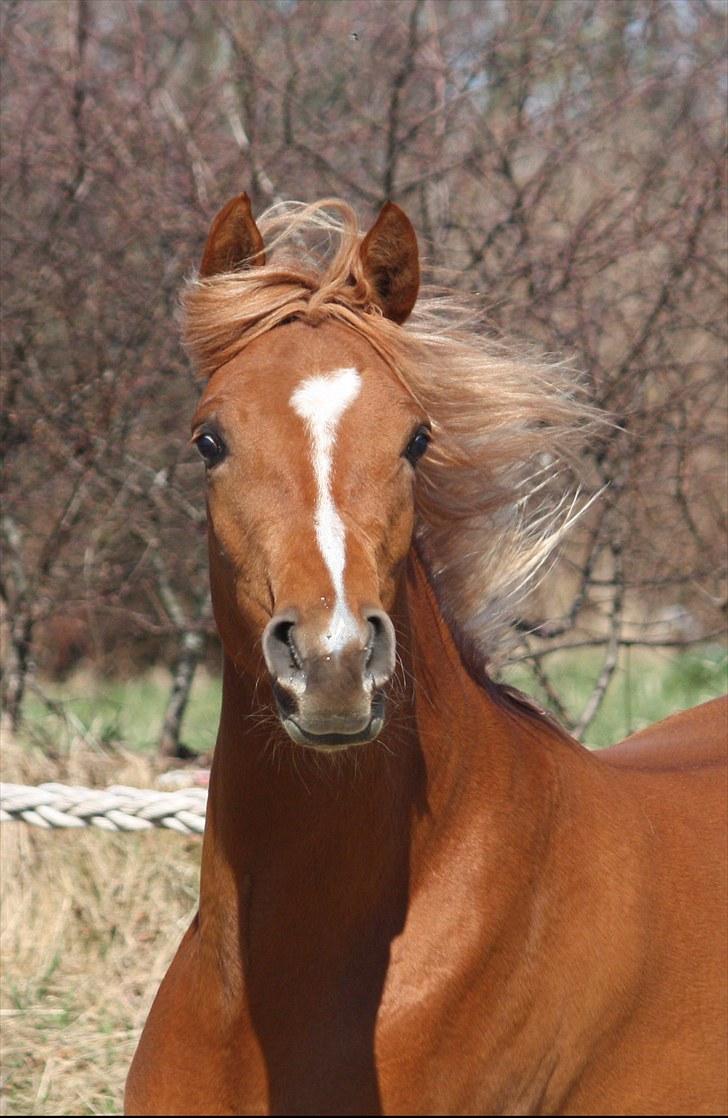 Arabisk fuldblod (OX) Zahrah Hamrah El Azraff - Det smukkeste ansigt!!!!!!!!!!! billede 7