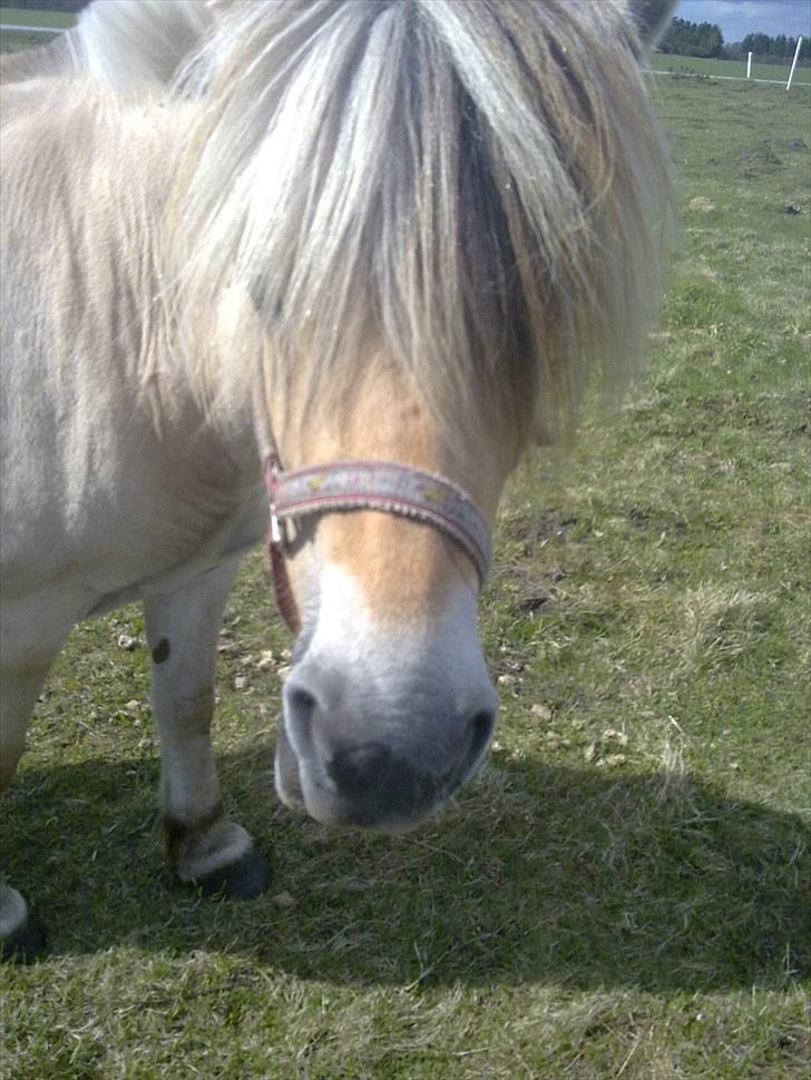 Fjordhest Milady SOLGT billede 1