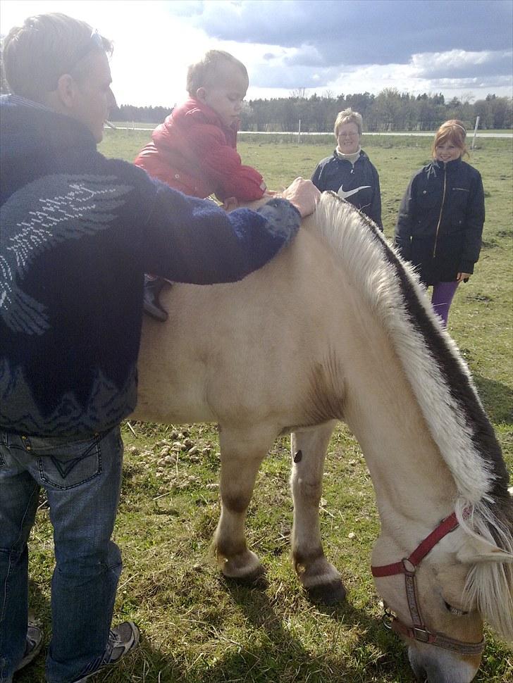 Fjordhest Milady SOLGT billede 2