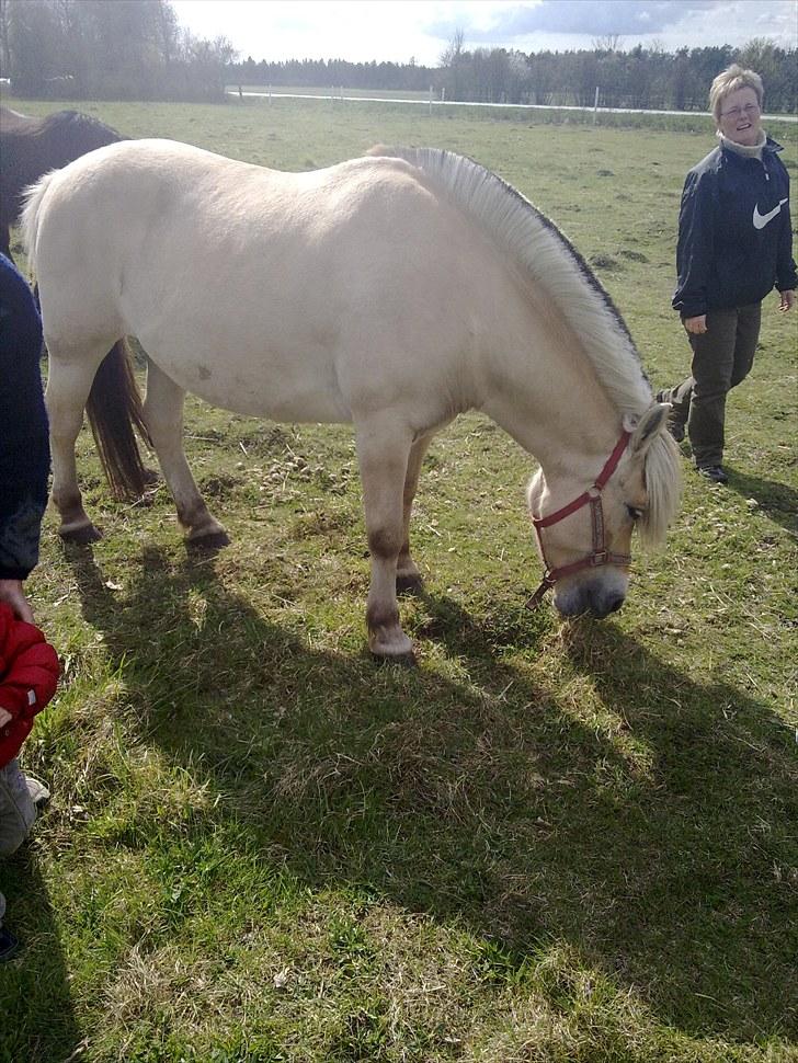 Fjordhest Milady SOLGT billede 3