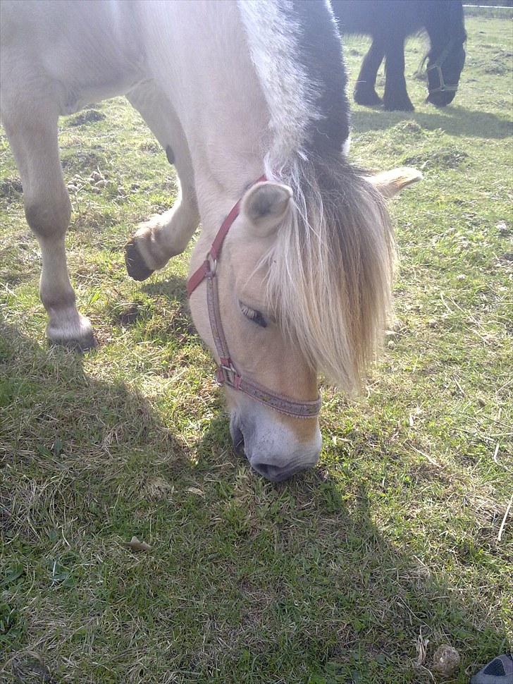 Fjordhest Milady SOLGT billede 4