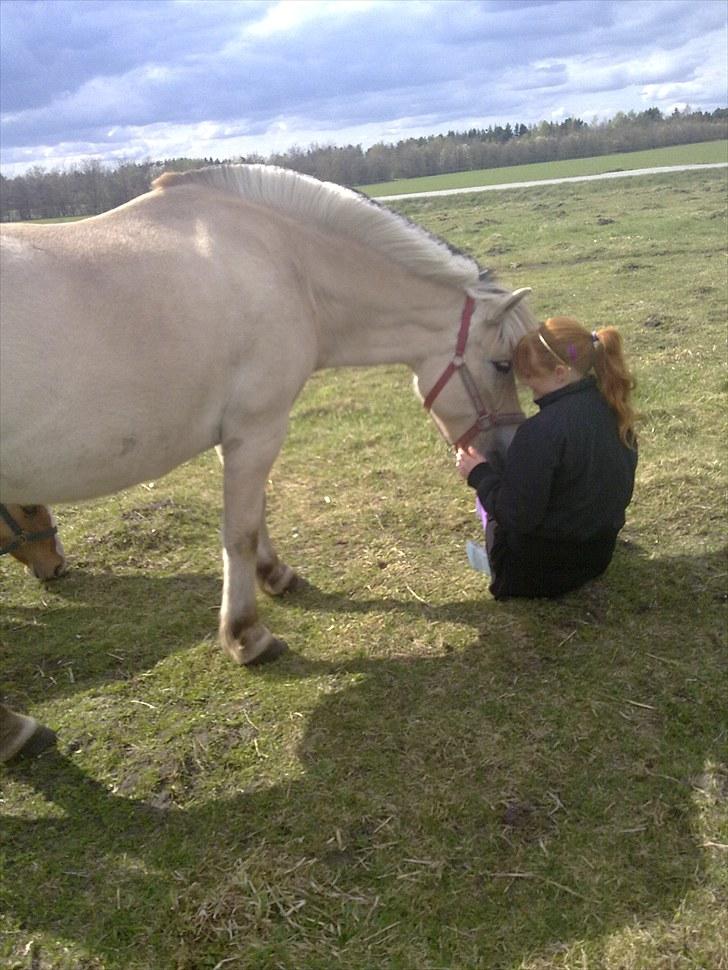 Fjordhest Milady SOLGT billede 5