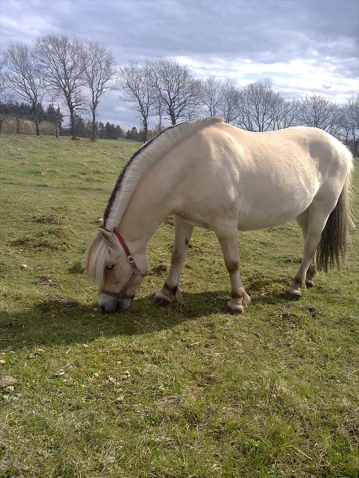 Fjordhest Milady SOLGT billede 6