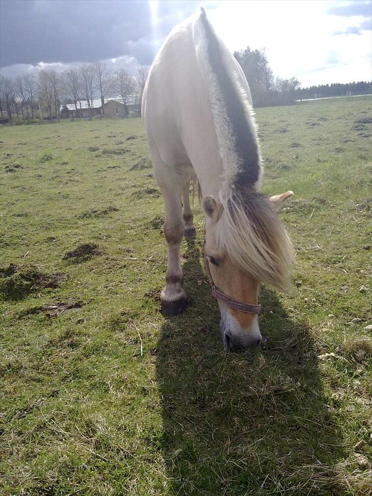 Fjordhest Milady SOLGT billede 7