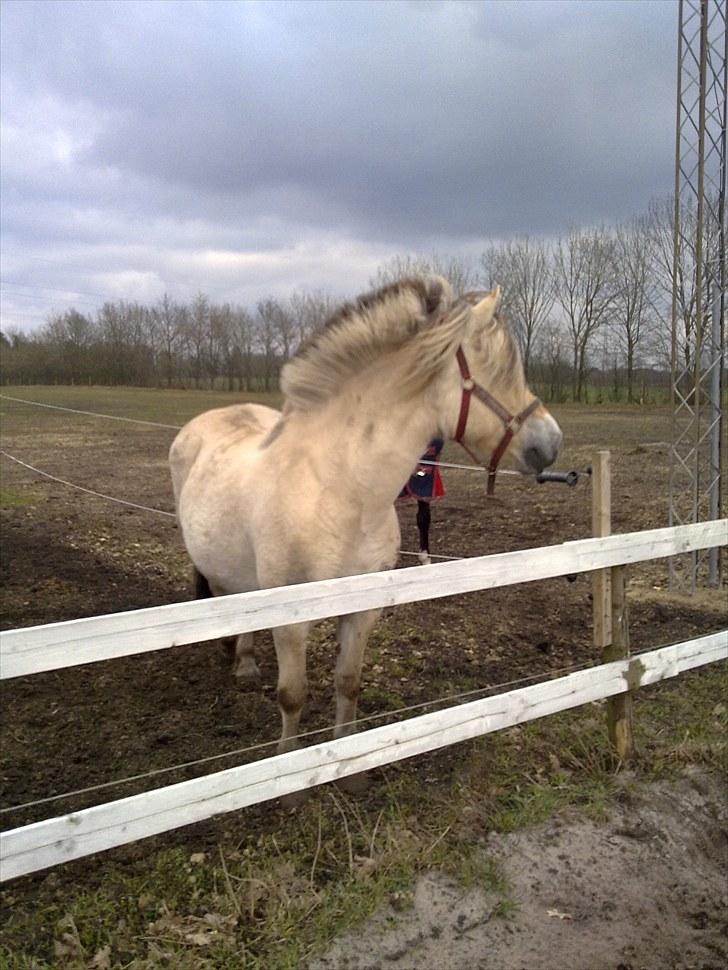 Fjordhest Milady SOLGT billede 8