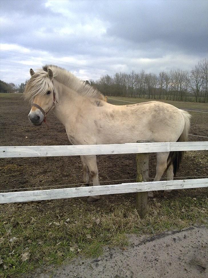 Fjordhest Milady SOLGT billede 9
