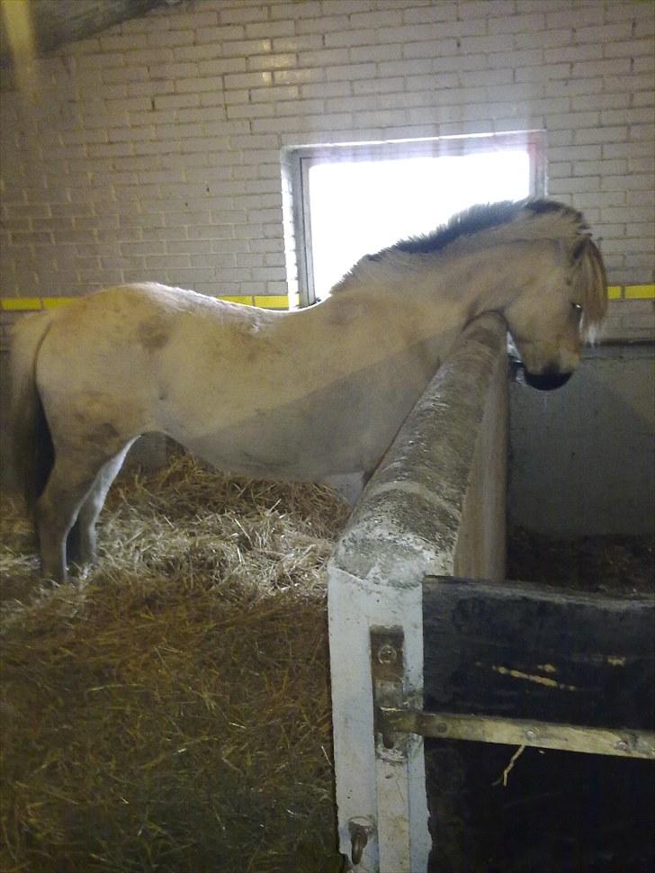 Fjordhest Milady SOLGT billede 10