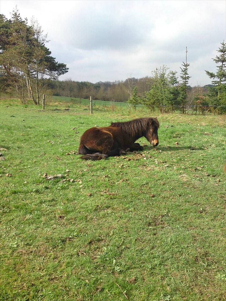 Islænder Skuggi fra Vestergaard - Skuggi! En tidlig lørdag morgen :D billede 5