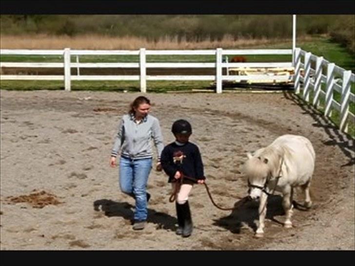 Anden særlig race Lucas - Skridter en varm Lucas af uden sadel billede 11