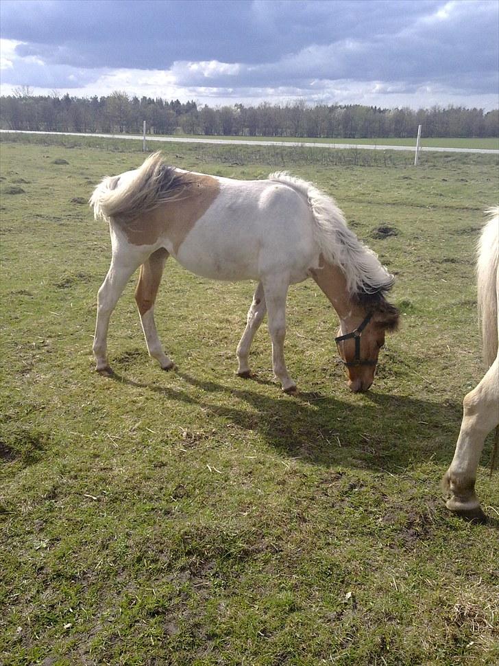 Anden særlig race Flying Dancer-aflivet ),: billede 7