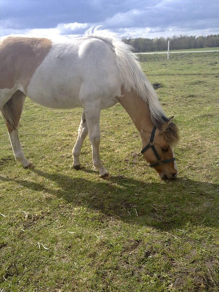 Anden særlig race Flying Dancer-aflivet ),: billede 8