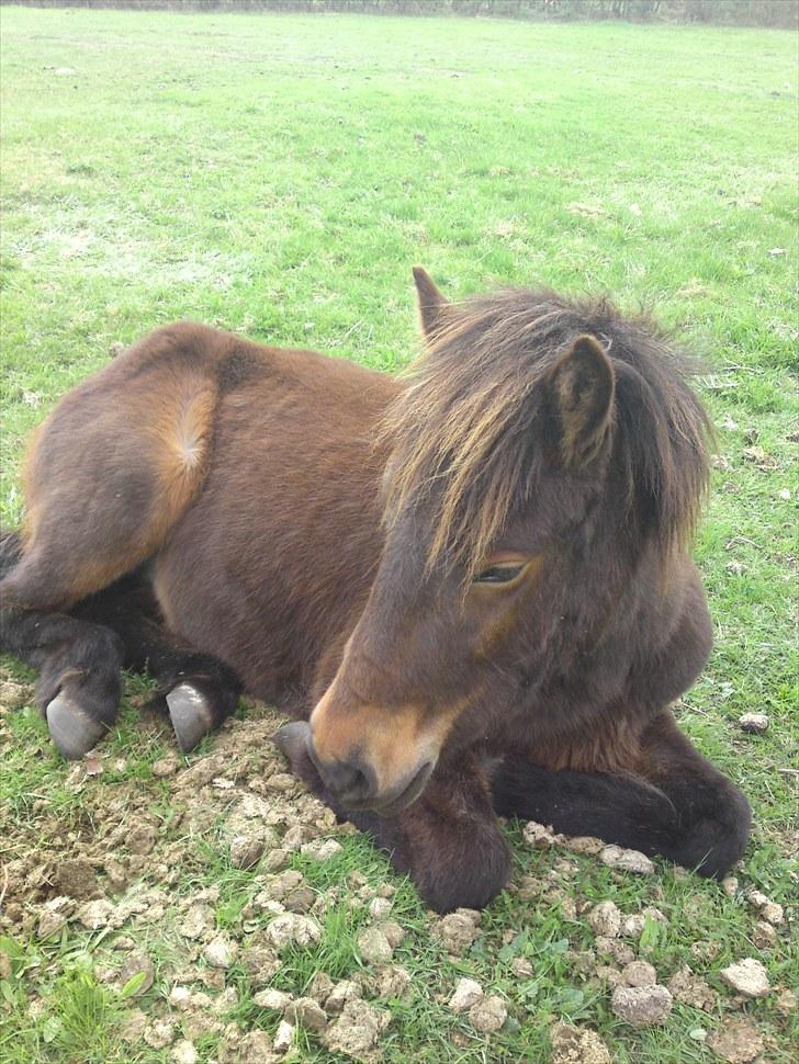 Islænder Skuggi fra Vestergaard - Lille søde Skuggi har fundet det perfekte sted at tage en lur haha.<3 billede 1