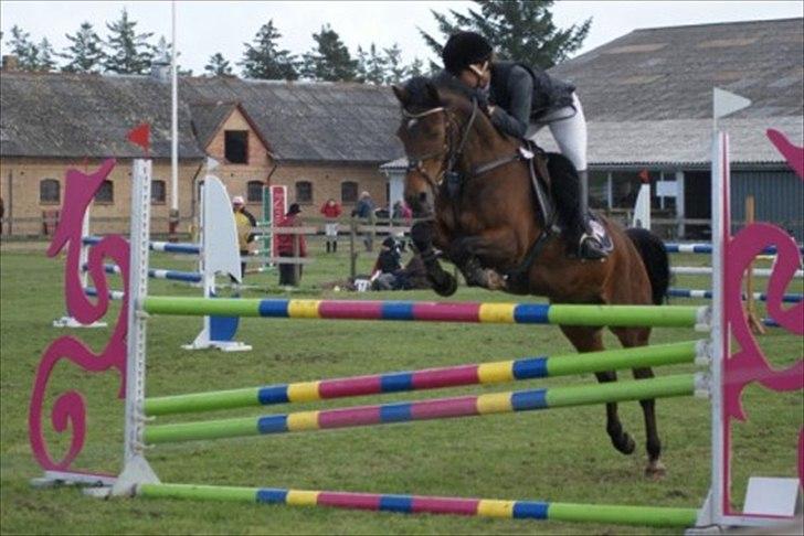 Hollandsk Sportspony | Elim - MB i Han Herred. Mit sidste stævne inden han blev skadet. (: billede 9