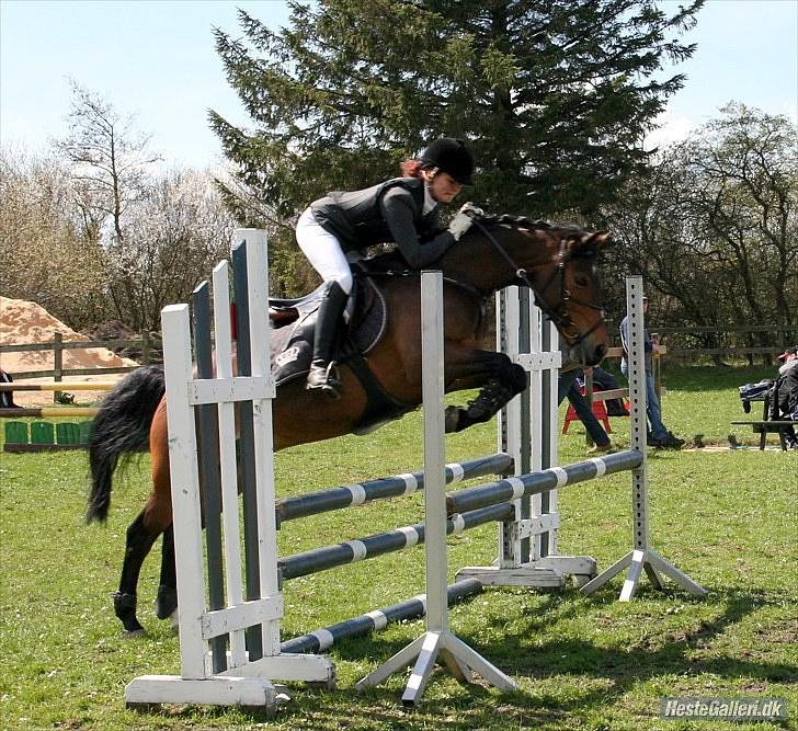 Hollandsk Sportspony | Elim - vores aller første stævne sammen, havde haft ham i 4 dage, LB i Han Herred. (: billede 10