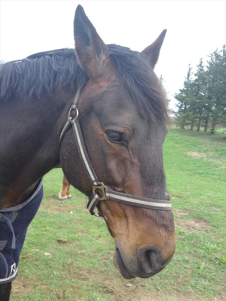 Oldenborg Starlight - Gamle er træt en god lørdag morgen. billede 9