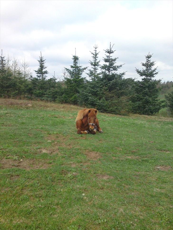 Islænder Vignir  - Nåårh! Viggi er træt om lørdagen ! :P billede 3