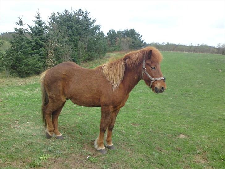 Islænder Vignir  - Du er så smuk ! :D billede 19