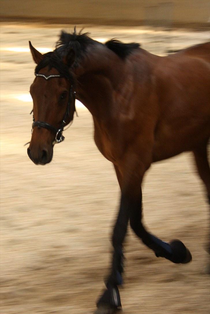 Dansk Varmblod Rimplers Hector Pascal billede 11