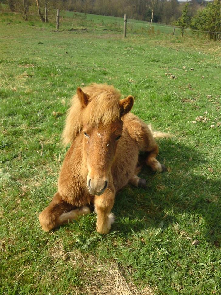Islænder Saga fra Bundgaarden - Store Saga ligger og soler sig!
Tak for at tjekke Saga's profil, lig gerne en kommentar eller en bedømmelse. billede 8