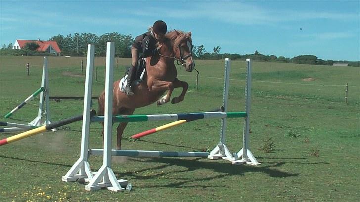 New Forest Maybe Baby - 2. gang hun springer med rytter billede 7
