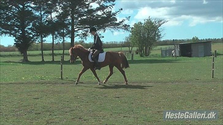 New Forest Maybe Baby - En af de første gange hun har rytter på ryggen billede 8