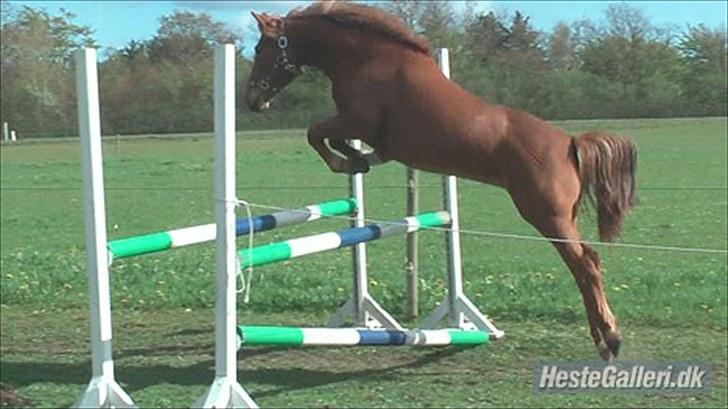 New Forest Maybe Baby - 5. gang hun løsspringer billede 9