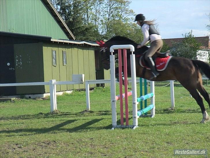 DSP Nørlunds Argentan SOLGT - spring billede 13