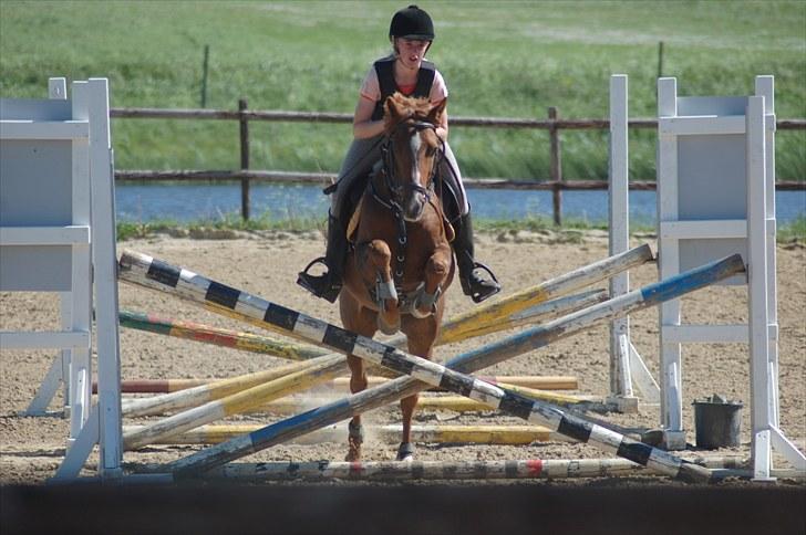 Tysk Sportspony Dakota 195 <3 SOLGT - Træning D.3.6.2010 :D  billede 20