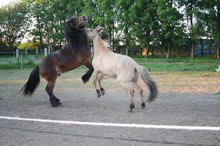Nordsvensk Skovhest Belesto - Belesto og Momrik leger :) billede 7