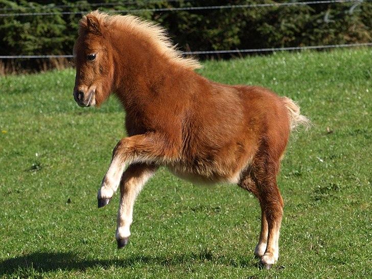 Shetlænder Grønhøjs Maximus billede 8