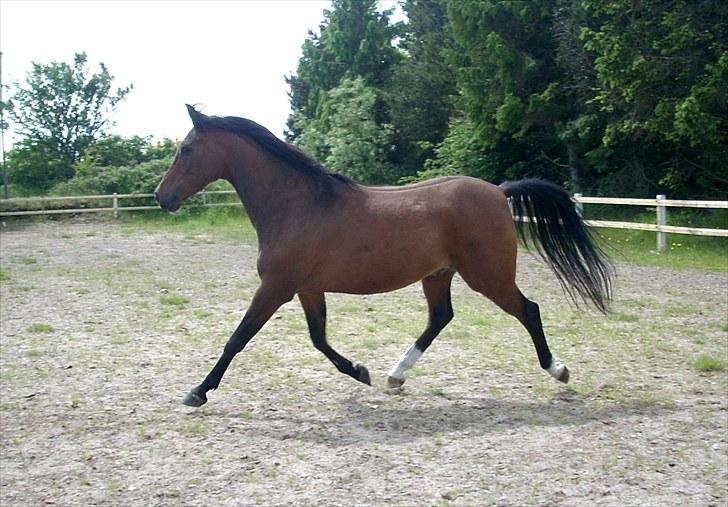 Anden særlig race sebastian billede 4